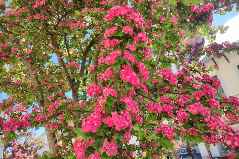 Ilustračný obrázok k článku Krása nad hlavami Bystričanov: Takto v meste rozkvitli aleje a stromoradia, FOTO