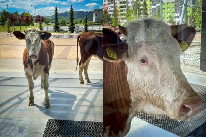 Ilustračný obrázok k článku Nečakaný výjav: Kravy v uliciach Popradu, čo ich odplašilo z pastvín?