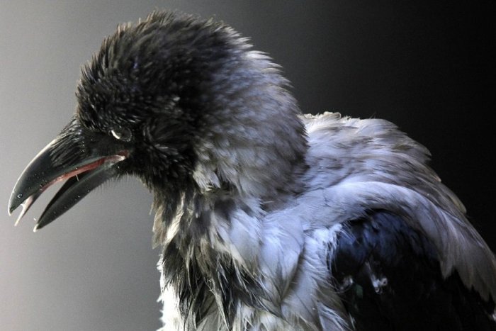 Ilustračný obrázok k článku Ako z Hitchcockovho hororu! Vrany útočia na obyvateľov niektorých častí Bratislavy