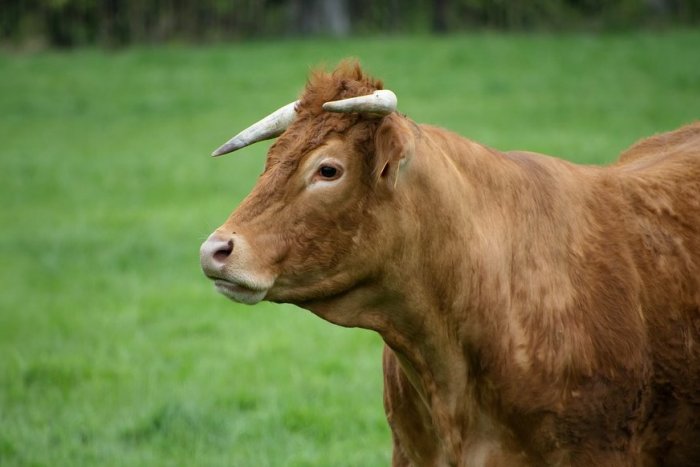 Ilustračný obrázok k článku Pátracia akcia ukončená! Hasiči našli strateného býka. Pokojne sa pásol na lúke