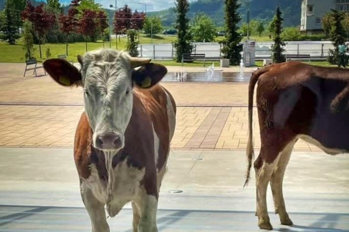 Ilustračný obrázok k článku KURIOZITA DŇA: Po meste sa promenádovali kravy, čo ich odplašilo z paše?