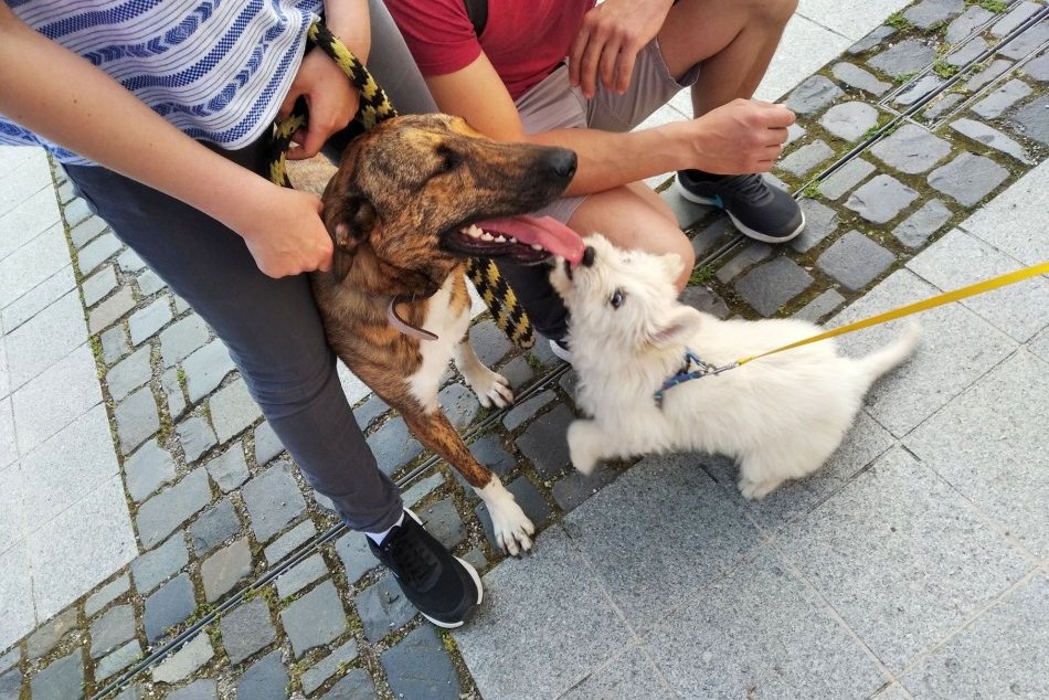 Ilustračný obrázok k článku Deratizácia v Trenčíne sa začala: Mesto upozorňuje psíčkarov na nebezpečenstvo