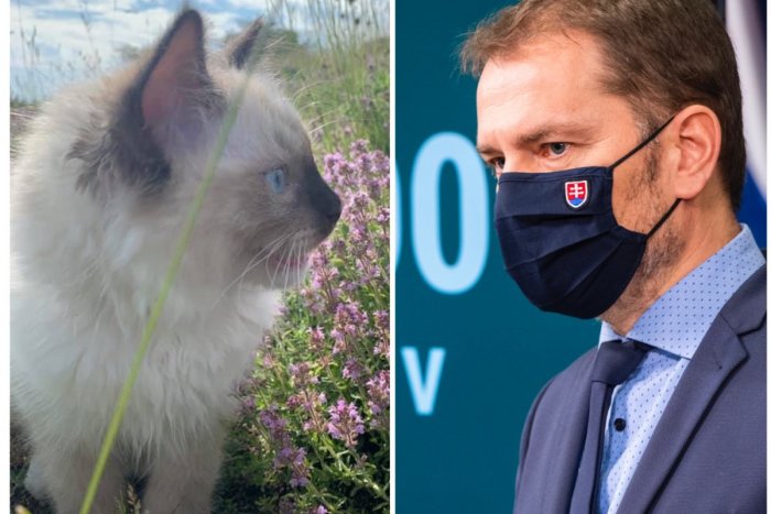 Ilustračný obrázok k článku Včerajšok v podaní Matoviča: Najprv sa vytočil kvôli Sputniku, potom vyvenčil Mačiaka!