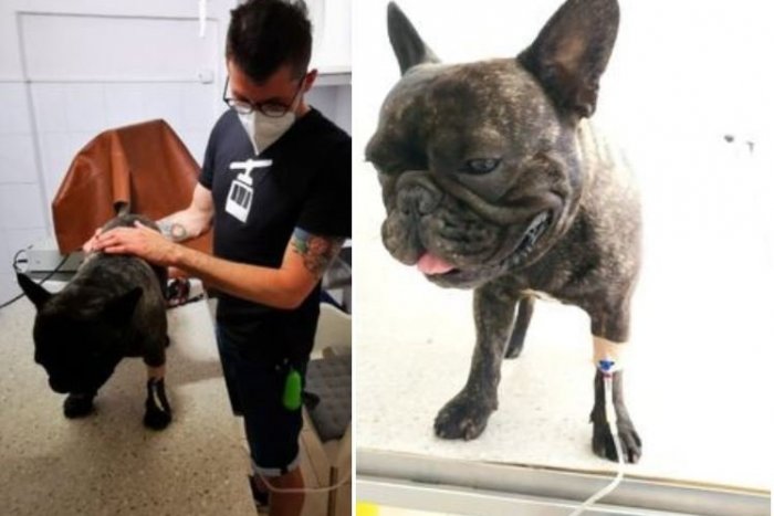 Ilustračný obrázok k článku Boj o život na prechádzke v Tatrách: Psíka pohrýzla vretenica, išlo o minúty