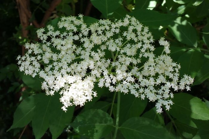 Ilustračný obrázok k článku V hlavnej úlohe baza čierna: Nazbierajte si rastlinu, ktorá má množstvo liečivých bonusov