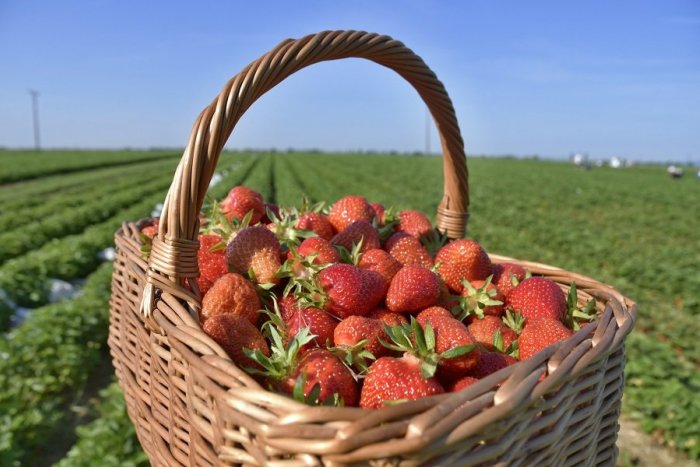 Ilustračný obrázok k článku Sezóna jahôd začína aj na východe! Viete, kam sa vybrať na SAMOZBER?