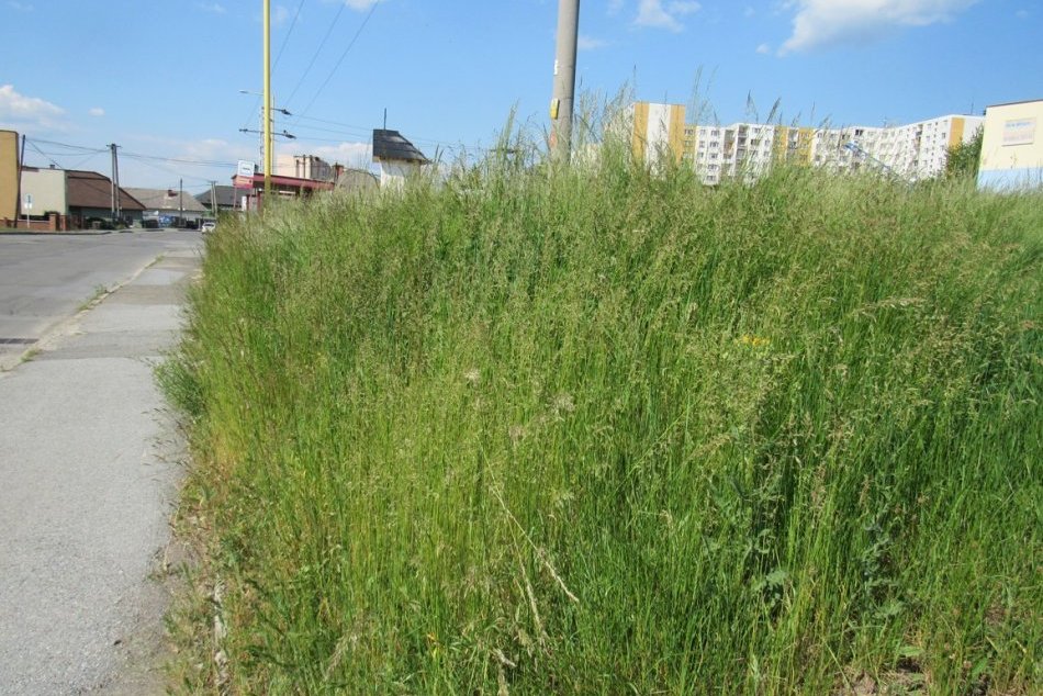 Ilustračný obrázok k článku Prečo sú po kosbe prešovské chodníky zašpinené? Technické služby reagujú na kritiku