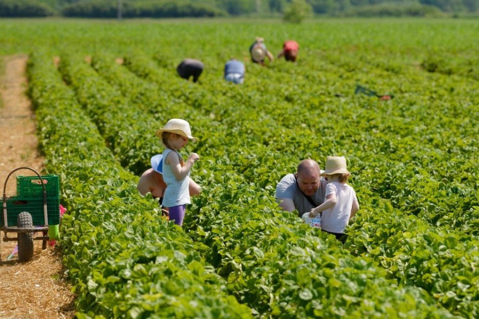 Ilustračný obrázok k článku Kam na samozaber jahôd v Nitrianskom kraji? Prehľad lokalít + CENY