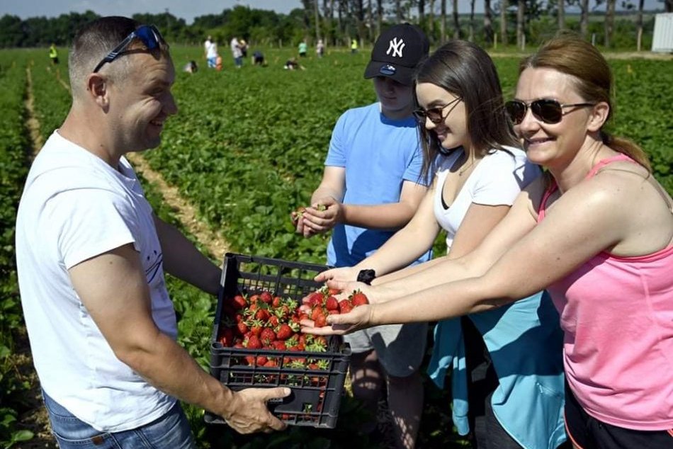 Ilustračný obrázok k článku Jahodovisko v Michalovciach začalo so samozberom, FOTO