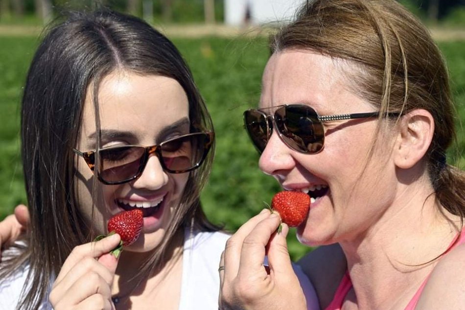 Ilustračný obrázok k článku Vychutnajte si jahody po zbere NAJDLHŠIE: Tu sú 4 tipy, ako to docieliť!