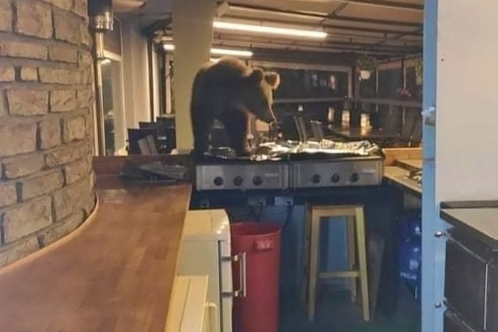Ilustračný obrázok k článku Nezabudnuteľná návšteva v slovenskom hoteli: Medveď si to namieril do kuchyne!