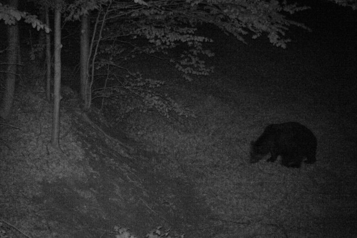 Ilustračný obrázok k článku Premnožené alebo nie? V lesoch na Ponitrí evidujú desiatky medveďov