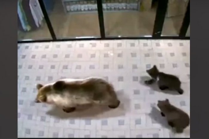 Ilustračný obrázok k článku Čo je veľa, to je VEĽA: Ďalšia medvedia rodinka pred obchodom v Lomnici! VIDEO