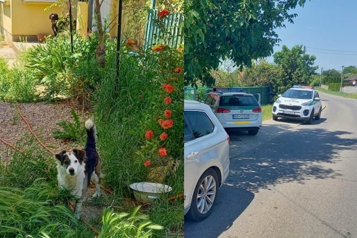 Ilustračný obrázok k článku Slovenský Hačiko? Svojho pána strážil až do poslednej chvíle