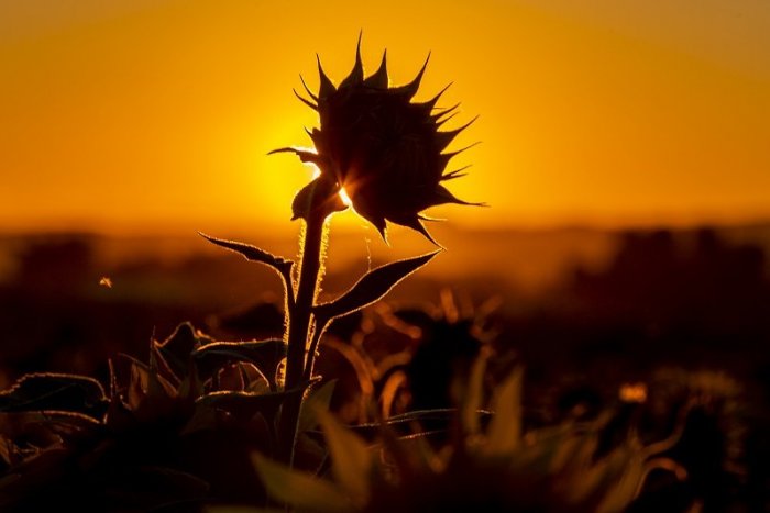 Ilustračný obrázok k článku Poriadne sa zapotíme! Bratislavu zasiahnu EXTRÉMNE horúčavy