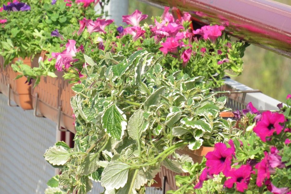 Ilustračný obrázok k článku Máte originálnu záhradku či balkón? V Prešove je šanca zapojiť do súťaže o tie najkrajšie