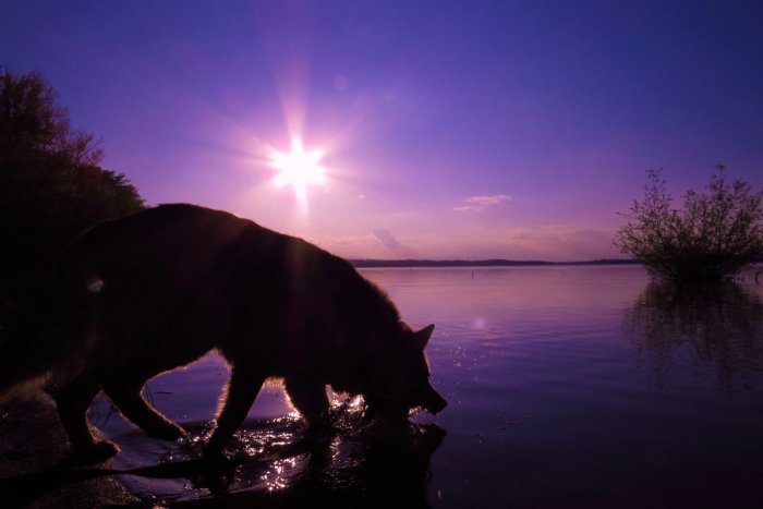 Ilustračný obrázok k článku Horúčavy zasiahli aj zvieratá: Zmeňte im režim a ochladzujte