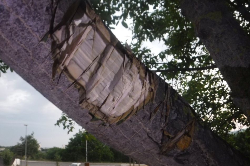 Ilustračný obrázok k článku Nočné besnenie v Nitre: Žena sekala do stromu mačetou, skončila v rukách polície