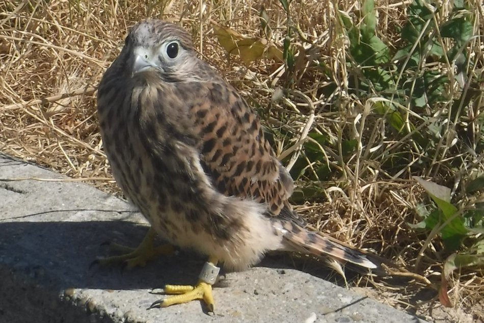 Ilustračný obrázok k článku RARITA v hniezdach tatranských dravých vtákov: Našli tam aj srnčatá