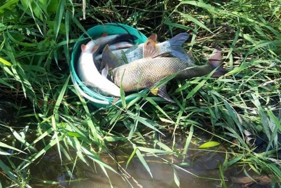 Ilustračný obrázok k článku Z Hrona vyzbierali viac než tonu mŕtvych rýb: Pôvodcovi hrozí mastná pokuta