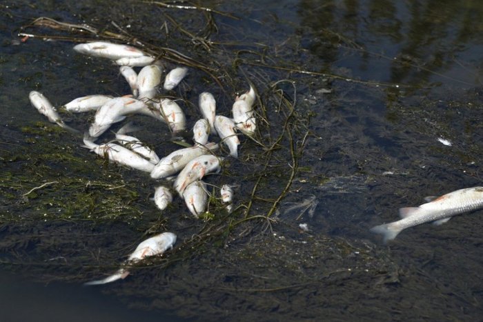 Ilustračný obrázok k článku Čo môže za opakované úhyny rýb v Slatine? Ľudia majú mať otvorené oči