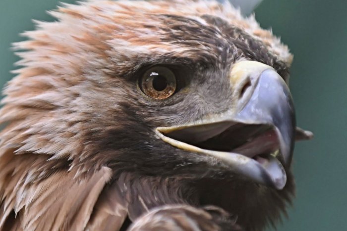 Ilustračný obrázok k článku Tatranská noc zabodovala: O fotografie s orlom bol záujem aj hodinu po konci programu