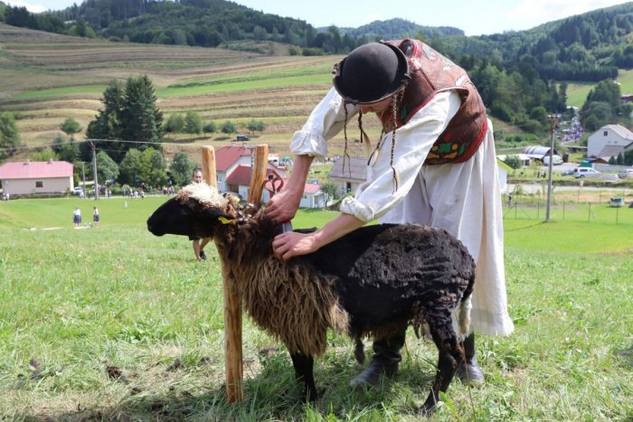 Ilustračný obrázok k článku Horehronci sa blysli: Ovládli medzinárodné majstrovstvá Slovenska v strihaní oviec