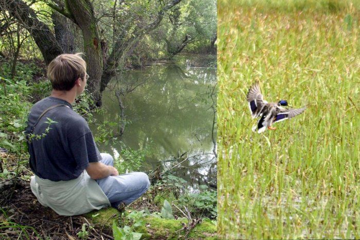 Ilustračný obrázok k článku Nitriansky kraj má svoj vtáčí raj: Vyskytuje sa tam vyše 200 druhov operencov