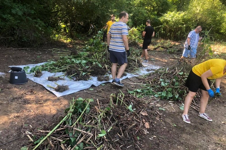 Ilustračný obrázok k článku Aktivisti vyčistili brehy Hornádu od invazívnych rastlín, FOTO