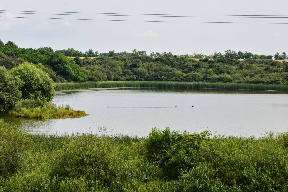 Ilustračný obrázok k článku Výborné správy z kolónie neďaleko Lučenca: Volavkám sa darí, koľko ich tam hniezdi? FOTO