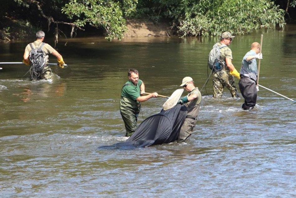Ilustračný obrázok k článku Ministerstvo reaguje na hromadný úhyn rýb v Hrone: Pripravené sú opatrenia, FOTO