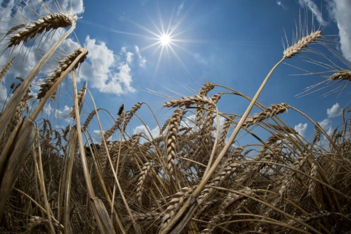 Ilustračný obrázok k článku Obilie z Ukrajiny je LACNÉ, ale poľnohospodári bijú na POPLACH: Naše predávame pod cenu!