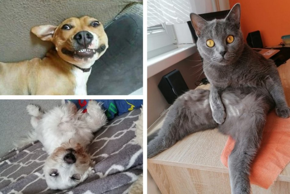 Ilustračný obrázok k článku Zábery, ktoré vám urobia deň: Bystričania sa podelili o vydarené FOTKY svojich miláčikov