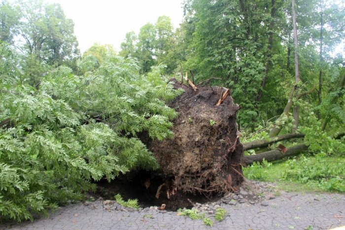 Ilustračný obrázok k článku ANJEL strážny? Stačilo pár SEKÚND a na manželov v stane pri Váhu takmer spadol strom