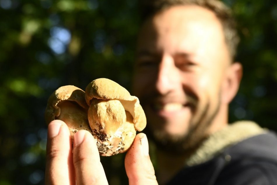 Ilustračný obrázok k článku Hubárska sezóna pri Trenčíne sa rozbehla: Plný košík máte za chvíľu, FOTO