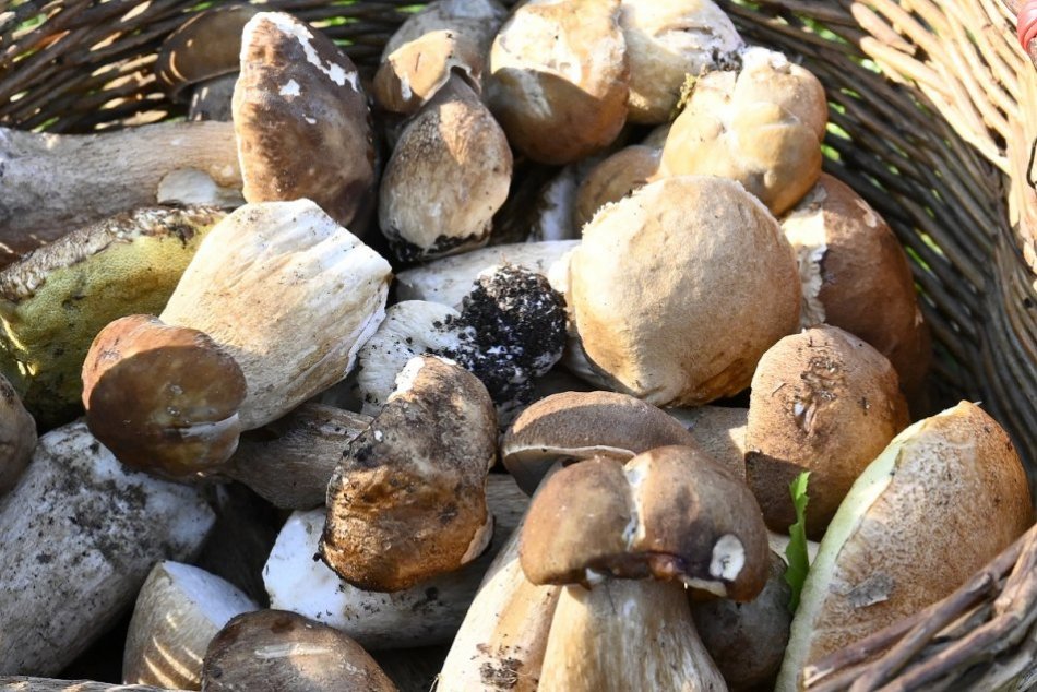 Ilustračný obrázok k článku Hubári hlásia REKORDNÉ úlovky: Sezóna sa naplno rozbieha aj v Tribeči