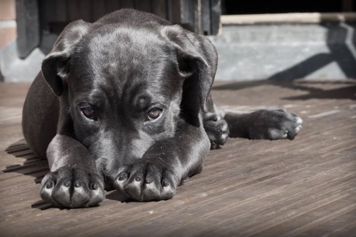 Ilustračný obrázok k článku SVET O SLOVENSKU: Muž núkal postreleného psa za odvoz! Ohavný inzerát si všimli i Česi