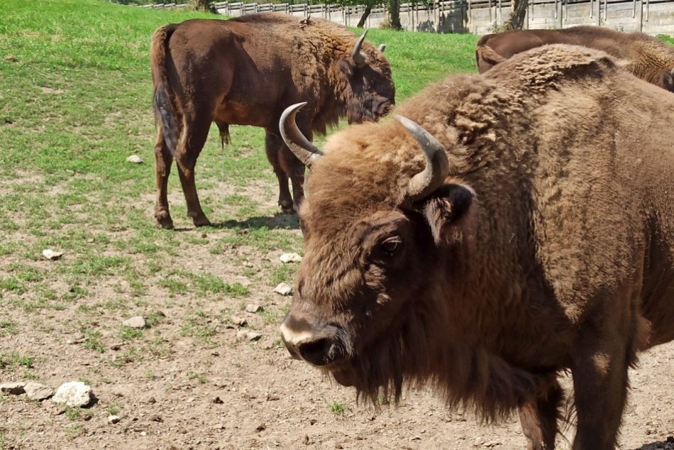 Ilustračný obrázok k článku Zubria zvernica je opäť OTVORENÁ: Pre návštevníkov platí obmedzený režim