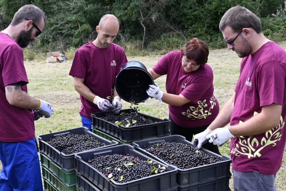 Ilustračný obrázok k článku Sady michalovského okresu ukrývajú bio zázrak: Vyrábajú z neho šťavy, smoothie i čaj