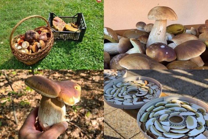 Ilustračný obrázok k článku Hubárska sezóna v Banskobystrickom kraji je v plnom prúde: Ako sa chrániť pred OTRAVOU?