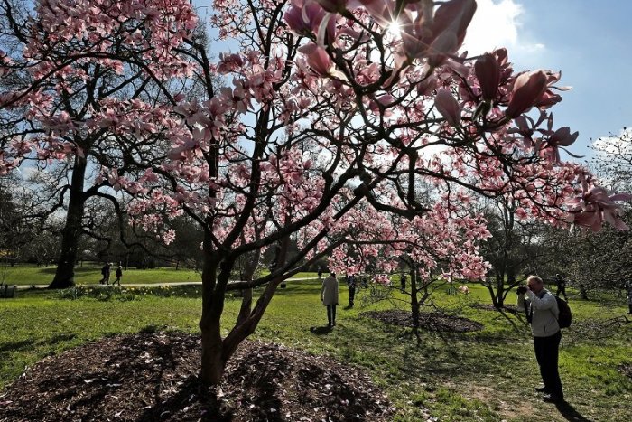 Ilustračný obrázok k článku Zhruba tretine drevín na svete hrozí vyhynutie! Najohrozenejšie sú magnólie