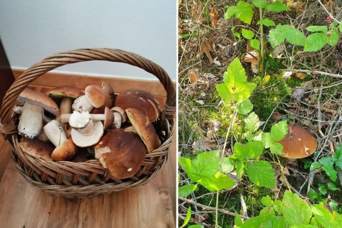 Ilustračný obrázok k článku Hubári sa konečne dočkali: Tribeč je plný obľúbených dubákov, FOTO