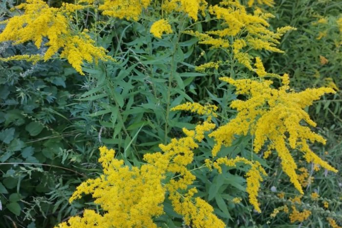 Ilustračný obrázok k článku Bystrica bojuje proti invazívnym rastlinám: Takto sa môžete zapojiť aj vy