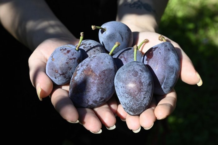 Ilustračný obrázok k článku Doprajte si sladučké slivky: Nebudete veriť, aké PROSPEŠNÉ sú pre vaše zdravie!