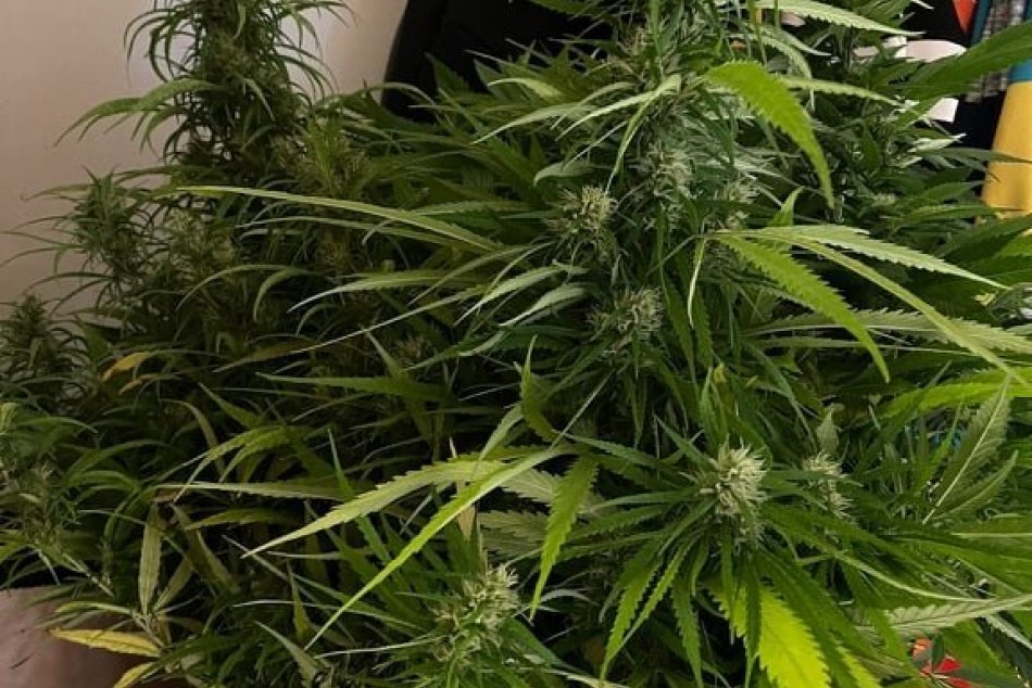 Ilustračný obrázok k článku Muž v Spišskom Štvrtku pestoval konope: Polícia mu zaistila celý arzenál zakázaných látok