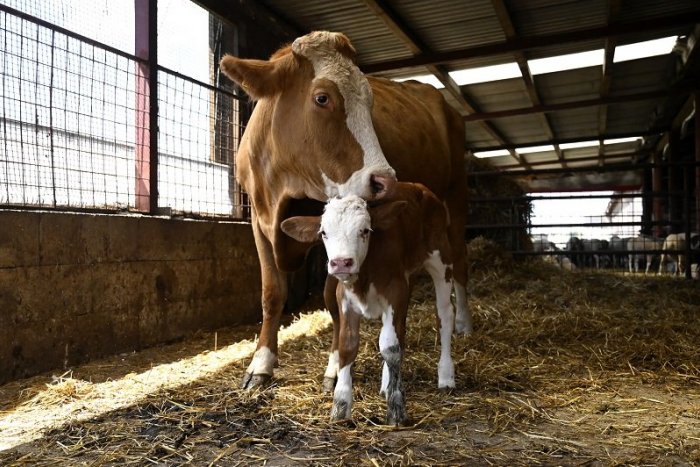Ilustračný obrázok k článku Hrôza v družstve na východe: Muž má viaceré zranenia, pritlačila ho krava!