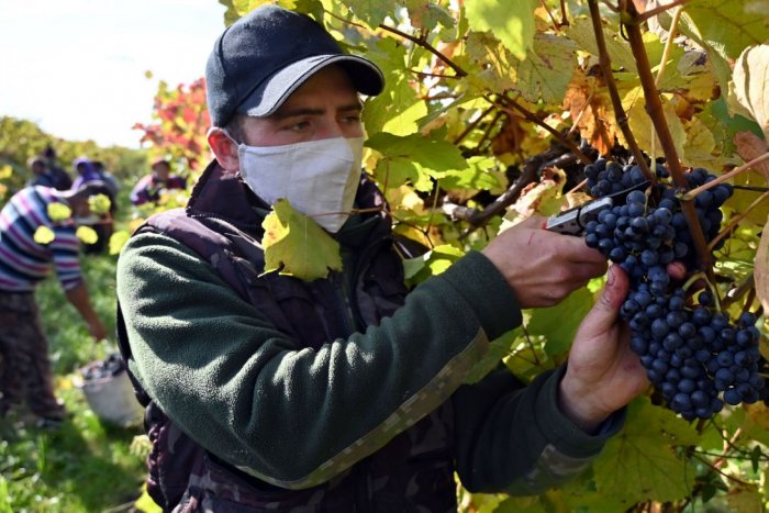 Ilustračný obrázok k článku Milovníci vína, môžete sa tešiť: Tento ročník bude EXCELENTNÝ, najlepší za dekádu!