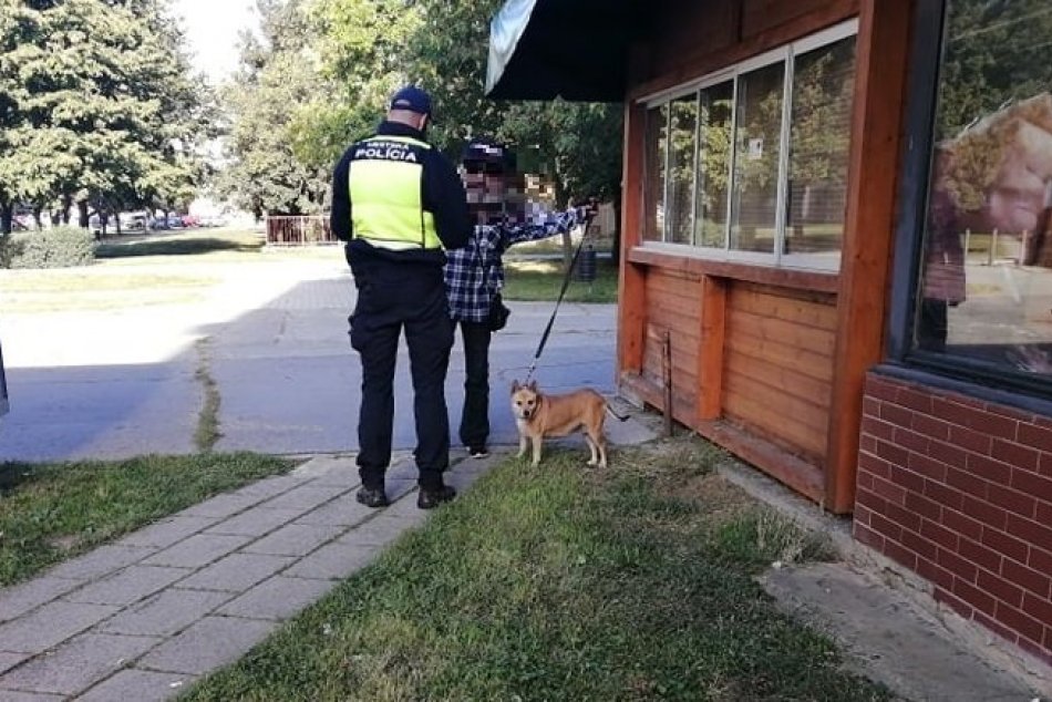 Ilustračný obrázok k článku Mestskí policajti si posvietili na zvolenských psíčkarov: Čím sa previnili najčastejšie?