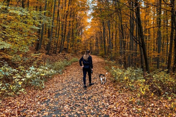 Ilustračný obrázok k článku Ako na imunitu počas jesene? Zabudnite na CUKOR, obmedzte SOĽ a rozhýbte sa!