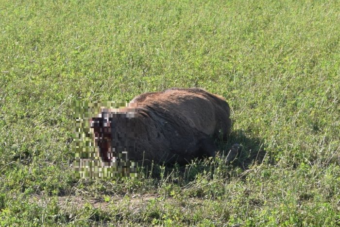 Ilustračný obrázok k článku Na juhu Banskobystrického kraja došlo k OHAVNOSTI: Jeleňom niekto odrezal hlavy